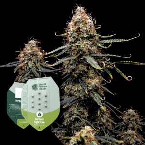 Northern Light Auto Royal Queen Seeds