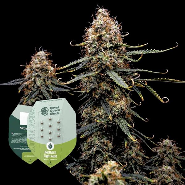 Royal Queen Seeds Northern Light Auto
