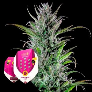 Royal Queen Seeds Northern Light