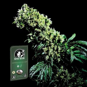 Northern Lights 5 X Haze Reg Sensi Seeds