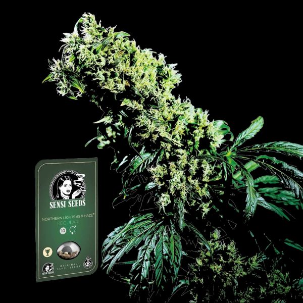 Sensi Seeds Northern Lights #5 x Haze Reg