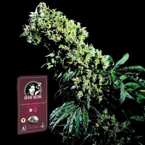 Northern Lights 5 X Haze Sensi Seeds