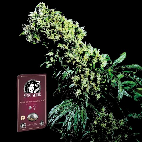 Sensi Seeds Northern Lights #5 x Haze