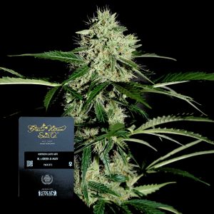 Northern Lights Auto Green House Seeds
