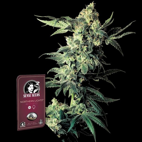 Sensi Seeds Northern Lights