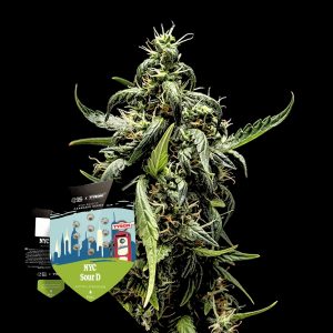 Nyc Sour D Auto Royal Queen Seeds