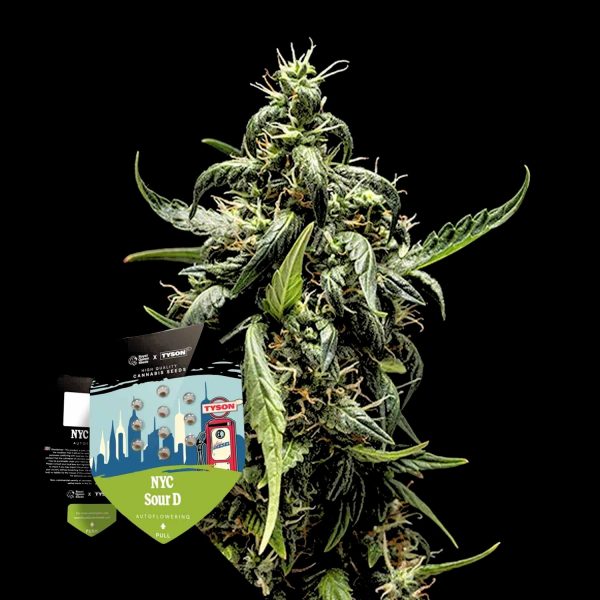 Royal Queen Seeds NYC Sour D Auto