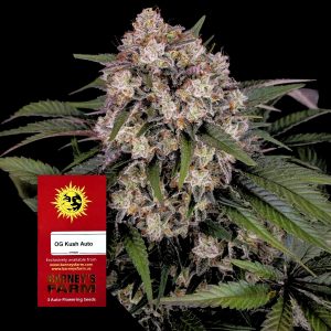 Og Kush Auto Barneys Farm