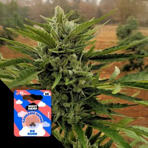 Og Kush Auto Holy Hemp