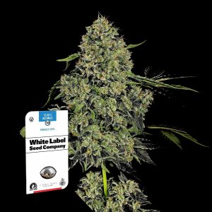 Og Kush Auto Sensi Seeds
