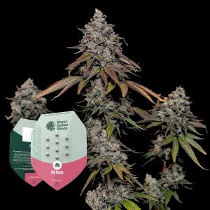 Royal Queen Seeds O.G. Kush