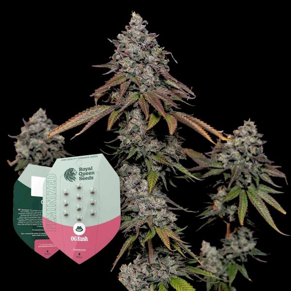 Royal Queen Seeds O.G. Kush