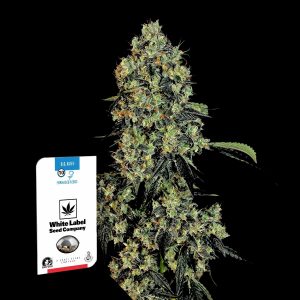 Og Kush Sensi Seeds