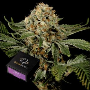 Og Kush Silent Seeds