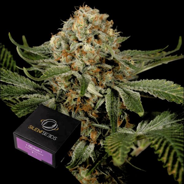 Silent Seeds OG Kush