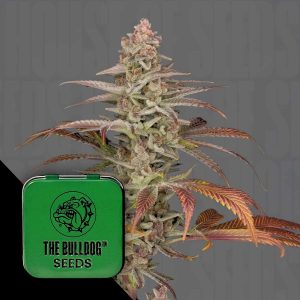 Orange 90 The Bulldog Seeds