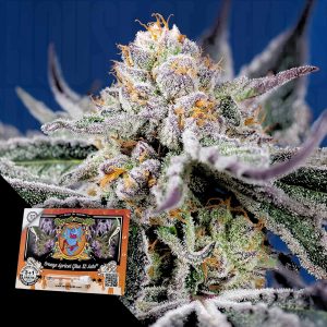 Orange Apricot Glue Xl Auto Sweet Seeds
