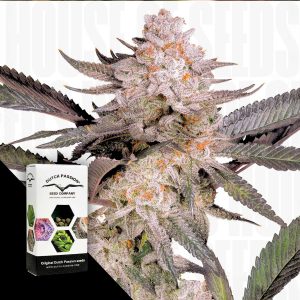 Orange Bud 20 Dutch Passion