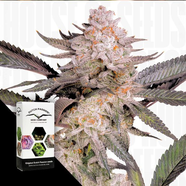 Dutch Passion Orange Bud 2.0