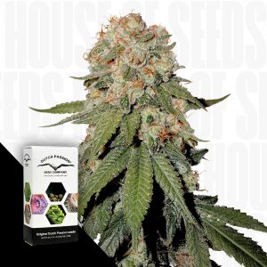 Orange Bud Dutch Passion