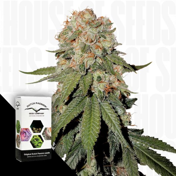 Dutch Passion Orange Bud