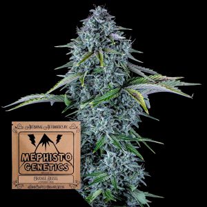 Orange Diesel Auto Mephisto Genetics