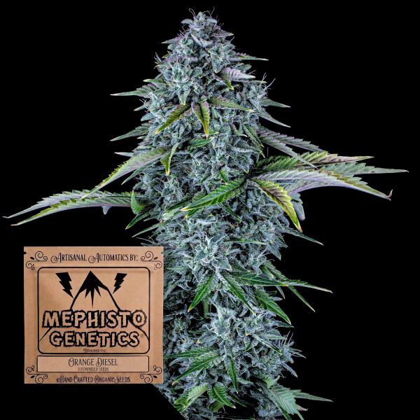 Mephisto Genetics Orange Diesel Auto