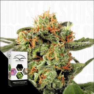 Orange Hill Special Dutch Passion