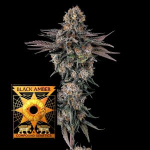 Orange Moon Compound Genetics