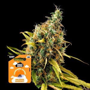Orange Sherbet Holy Hemp