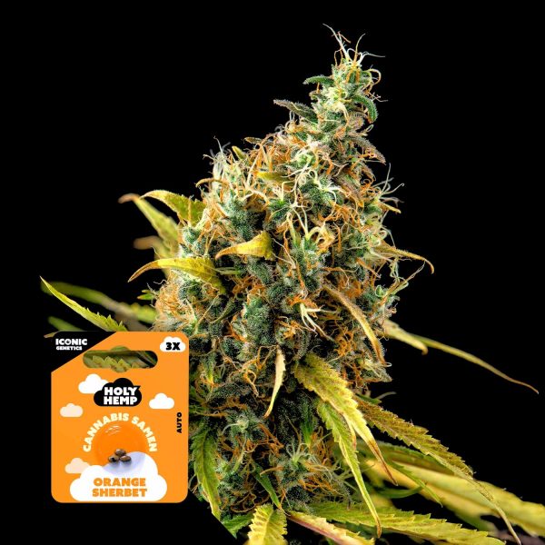 Holy Hemp Orange Sherbet