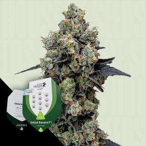 Orbital Banana F1 Royal Queen Seeds