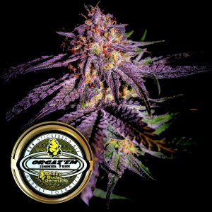 Orgazem Sticky Buds