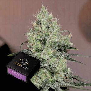 Original Amnesia Silent Seeds