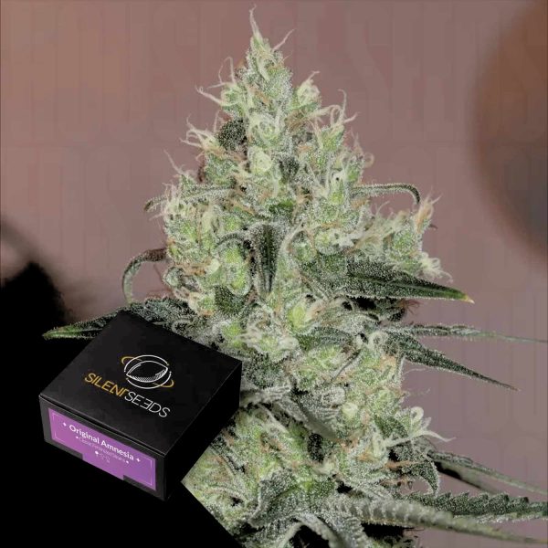 Silent Seeds Original Amnesia