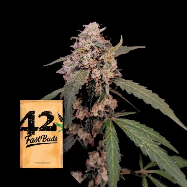 420 Fast Buds Original Auto AK
