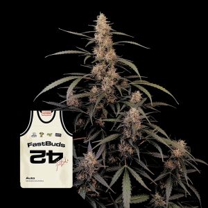 Original Auto Amnesia Haze 420 Fast Buds