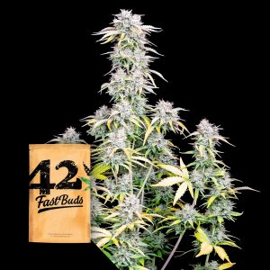 Original Auto Big Bud 420 Fast Buds