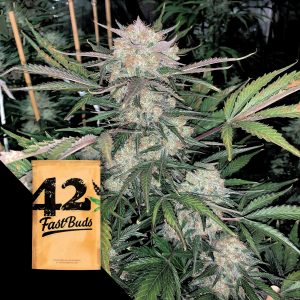 Original Auto Blueberry 420 Fast Buds