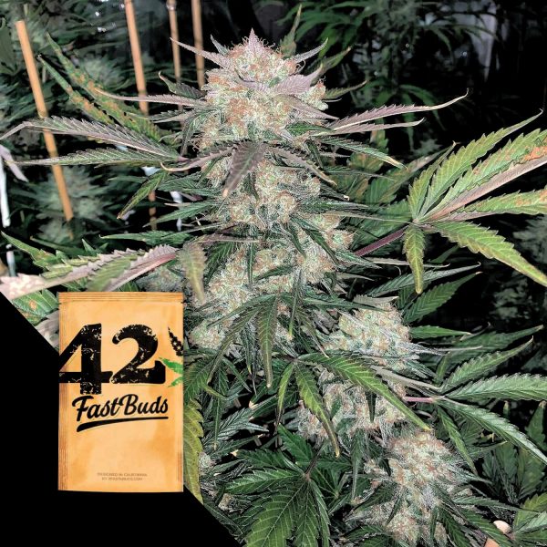 420 Fast Buds Original Auto BubbleGum