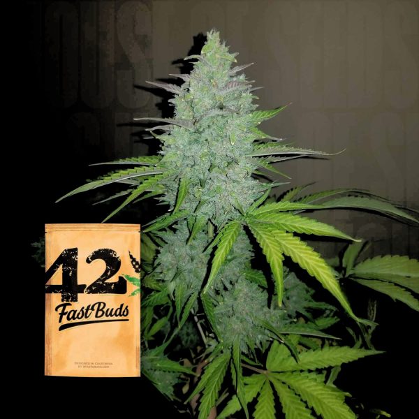 420 Fast Buds Original Auto Cheese