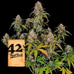 Original Auto Chemdawg 420 Fast Buds