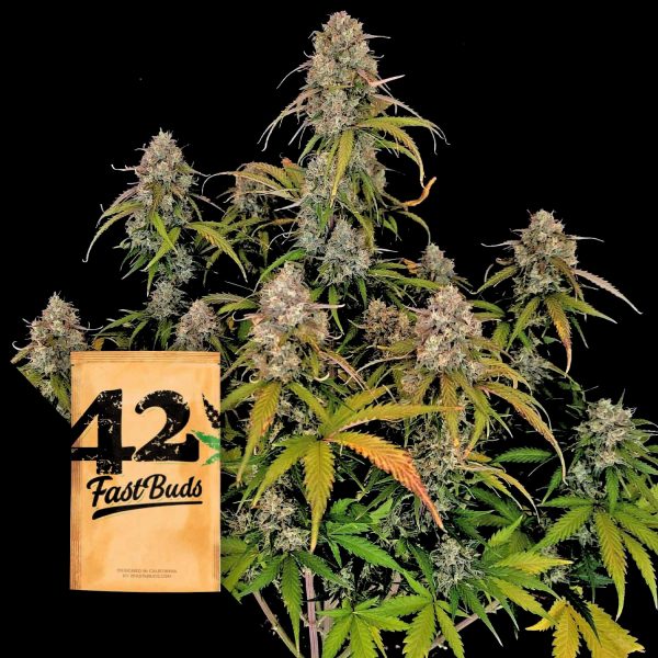 420 Fast Buds Original Auto Chemdawg