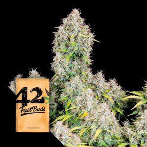 Original Auto Cinderella 420 Fast Buds