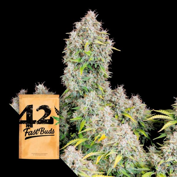 420 Fast Buds Original Auto Cinderella
