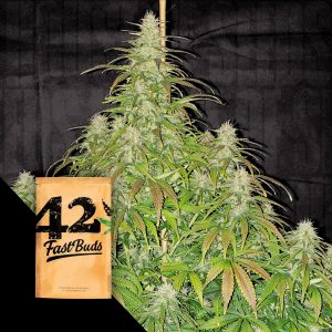 Original Auto Critical 420 Fast Buds