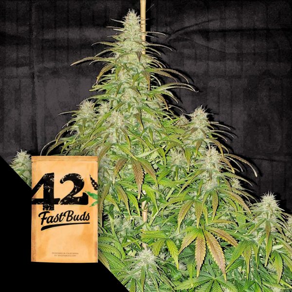420 Fast Buds Original Auto Critical