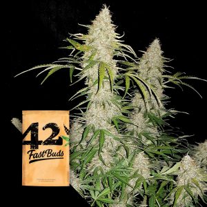 Original Auto Jack Herer 420 Fast Buds