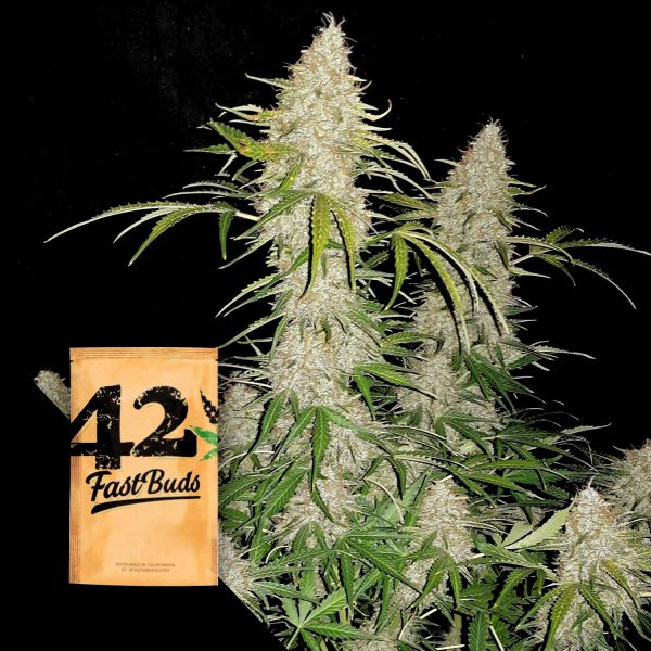 420 Fast Buds Original Auto Jack Herer