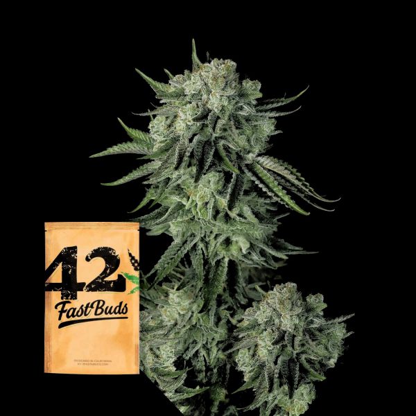 420 Fast Buds Original Auto Moby Dick